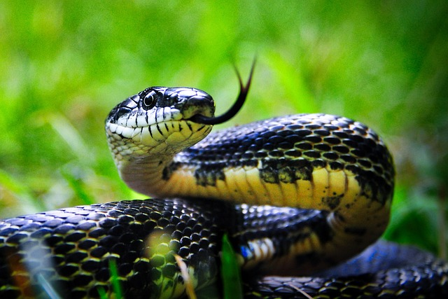 Mandarin Ratsnake