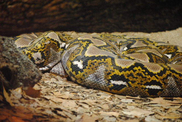 Yellow Anaconda Beautiful Snakes