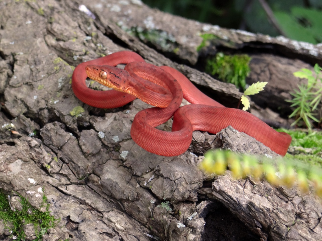 Amazon Tree Boa