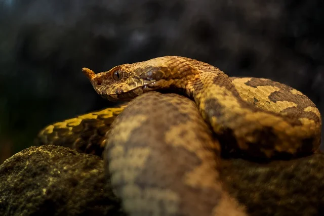 Golden Lancehead Viper