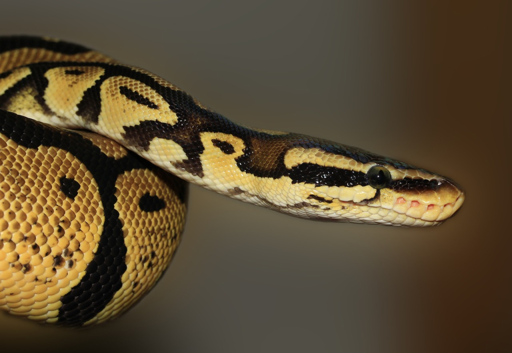 Sumatran Short-tailed Python